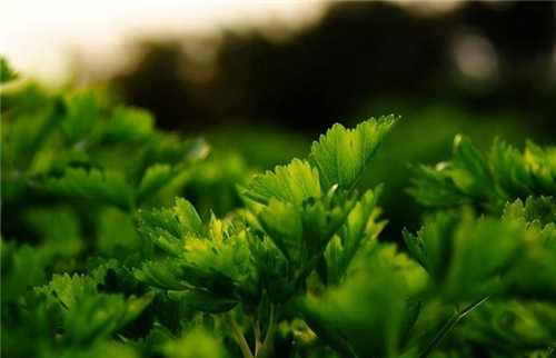 想要预防白癜风需要做的事情很多